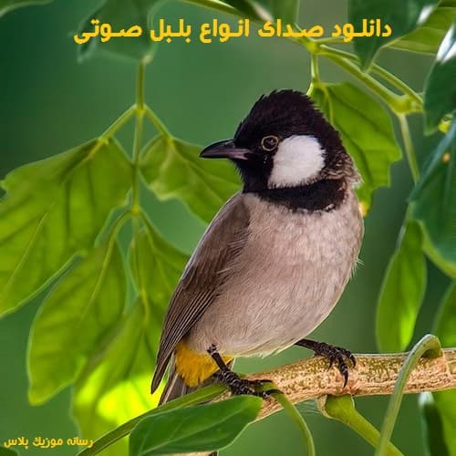 دانلود صدای بلبل مست هزاردستان و خرما mp3